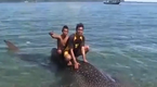 Российский турист в Индонезии спас акулу от рыбаков