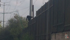 В Израиле группа обезьян совершила побег из зоопарка «Хай Кейф»